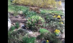 Mrs. M's yard  before