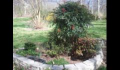Mrs. M's yard  before
