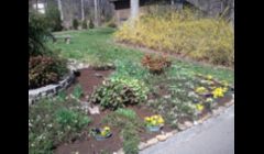 Mrs. M's yard after