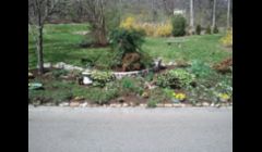 Mrs. M's yard after