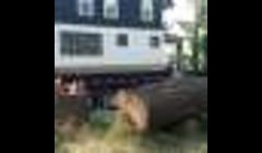 very large oak tree taken down in buffalo