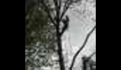 tree in orchard park