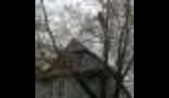 very large tree over house in buffalo