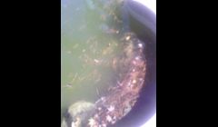 Another pool before and after pictures. The home owner had been having problems for 3 years and a number of companies just took his money and ran. What ended up being the main problem it had been re-plastered and they left a plug in the skimmer that had go