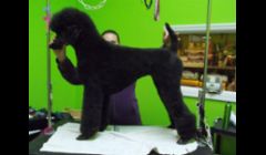 Standard Poodle in a German trim