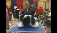 Karen's first place groom at Atlanta Pet Fair with her American Cocker Spaniel\