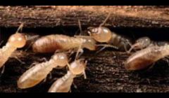 Termite Inspections Cincinnati