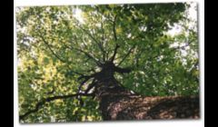 Tree Service San Angelo TX