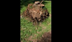 Tree Removal San Angelo TX