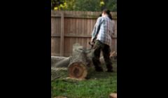 Tree Trimming San Angelo TX