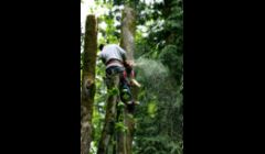 Tree Pruning San Angelo TX