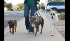 15 minute breaks/$15 dollars\nPrivate walks are $20/30 minutes\nGroup walk rates available in select areas\n
