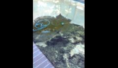 We will make your green, algae infested pool clean again!