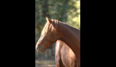 Sales and brokering of horses