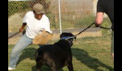 Dog Obedience Las Vegas NV