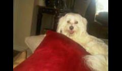 William, our Mascot