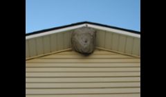 Hornet's nest we eliminated.