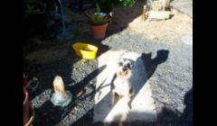 Dog in the garden