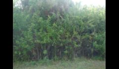 This is how the typical lot looks prior to us clearing it.  Some of the pepper tree and other growth is 20 to 30 feet high and too dense to even walk into.