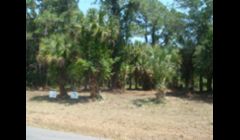 We clear and grind all the pepper trees, palmettos and other exotics that make a beautiful lot look like a jungle and the final product is a park-like setting.