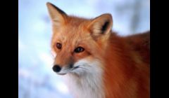 Fox Accounting & Consulting