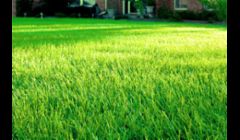 Landscaper Fort Myers FL