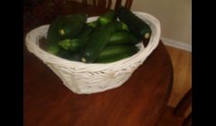 Zucchini Squash