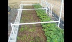 Our raised beds