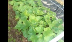 Cucumbers