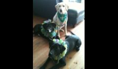 Maggie, Jack and Tallulah are all ready for Mardi Gras in their circus collars and coordinating bandana.  Bandanas and circus collars are $7, plus shipping.  Shipping is always combined.  We offer many items for all holidays, as well as everyday wear.