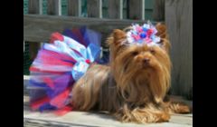 Barbie is modelling our boutique tutu for the Fourth of July.  Boutique tutus come with extra special touches, like bows, bling, etc.  We offer a large selection of these tutus in all sizes for $10, plus shipping.