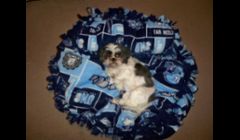Molly is modeling our Carolina Tarheels bed with matching pillow for larger breeds.  She just happens to like a super large bed:)  These beds range in price from $20-$45, depending on the size.