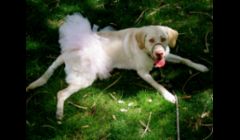 Bella is too precious in her pink tutu she ordered for a race she was in.  These tutus are $7, plus shipping, in all sizes.  This one is our light pink tutu.