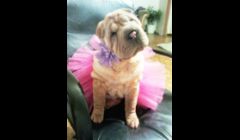 Peggy looking so cute in her new pink tutu.  We do tutus in many color combinations, including custom requests.  You may select a solid, or a combination of colors.  These tutus are $7, plus shipping.