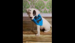 Our Pick Me bandanas are used by rescue groups and are regulars at adoption fairs.  We offer these individually or in wholesale lots.