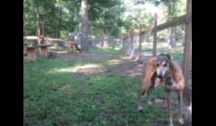Romping in our Happy Hounds Hangout