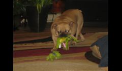 Gillie loves the squeaky bunnies!