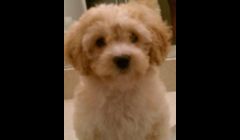 Bebe when she was a puppy