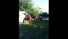 Sonny and Cisco grazing for breakfast\n