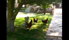 The chickens having fun