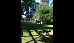 Jake running around with the horses