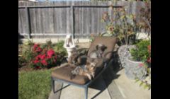 Coco, Tilly, and Copper sunbathing