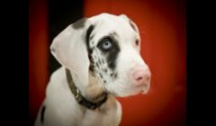 Pet Photography