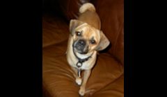 Bud posing for the camera!  He's a real cutie and he knows it too! lol