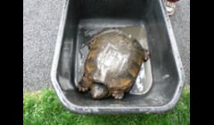 When my sons were much younger they came home with a turtle from the lake.  They thought he would make a nice pet.  He was soon returned to the nearby lake, much to his relief I'm sure! lol