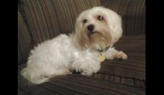 Maude\n\nAnother happy client. :-)