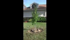 Freshly planted East Palatka Holly...