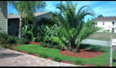 We added a privacy divide between these two houses.  Easily accomplished with White Bird of Pardise and a large Reclinata Palm...