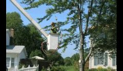 Pruning