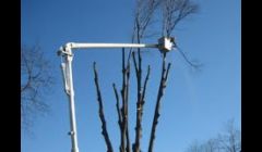 Tree Removal